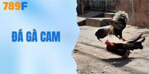 Đá Gà Cam - Khám Phá Sức Hấp Dẫn Từ Những Trận Đấu Kịch Tính